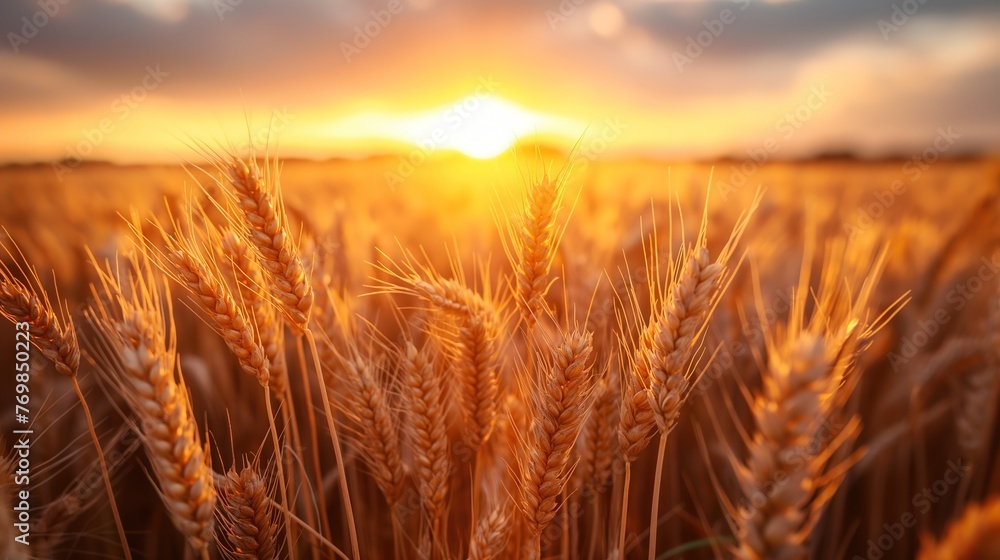 banner wide picture of beautiful close up barley ear against sunlight at evening or morning with yellow field as background, Generative Ai banner wide picture of beautiful close up barley ear against sunlight at evening or morning with yellow field as background, Generative Ai