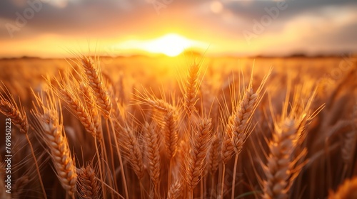 banner wide picture of beautiful close up barley ear against sunlight at evening or morning with yellow field as background  Generative Ai