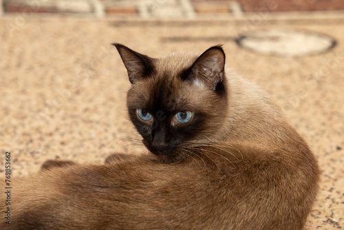 Siamese domestic cat with beautiful blue eyes