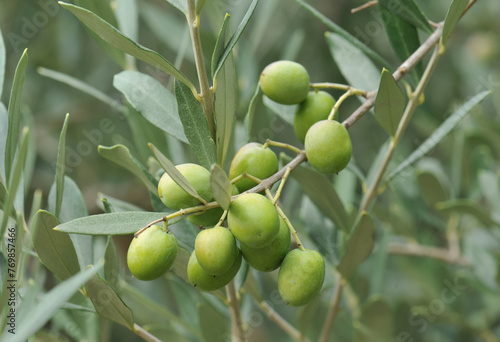 green olives on branch