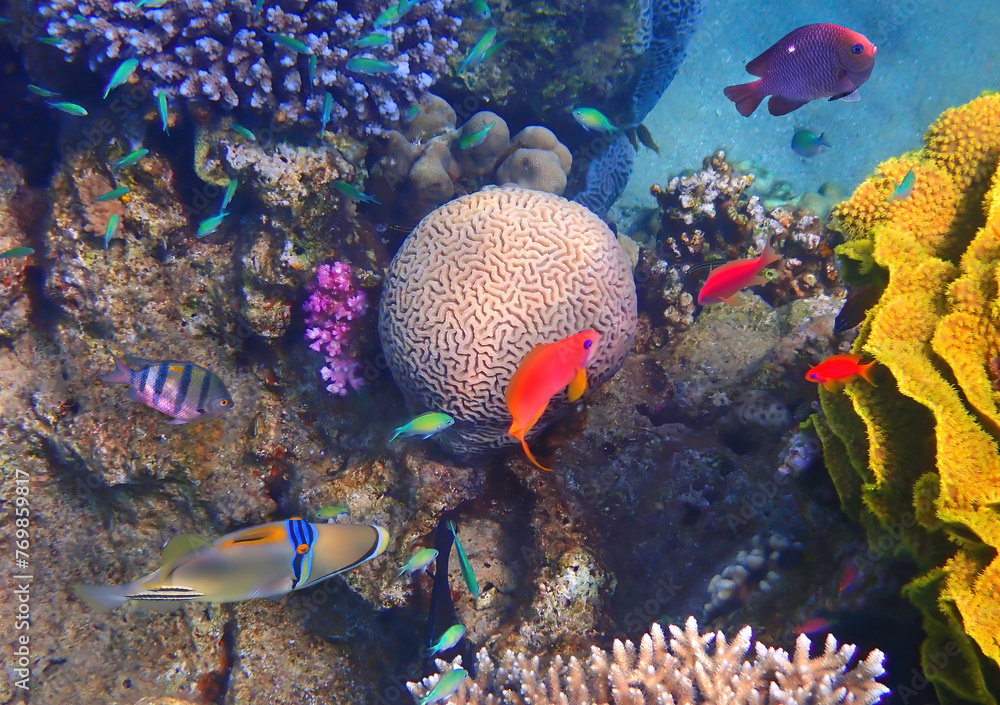 Obraz premium Amazing nature of coral reefs showing great biodiversity of tropical marine ecosystems that is still remains untouched by human activities in the Red Sea, Sinai, Middle East