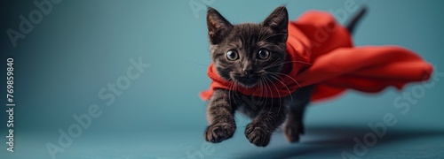 Felidae wearing a red cape is leaping. Domestic shorthaired cat in midair