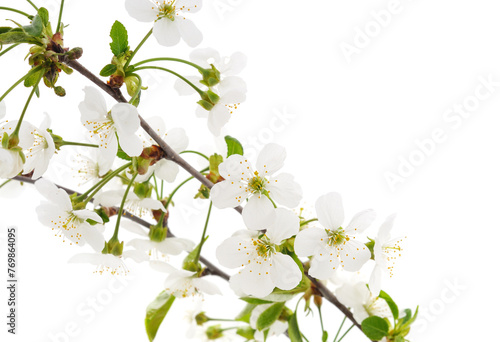 Cherry blossom with leaves.