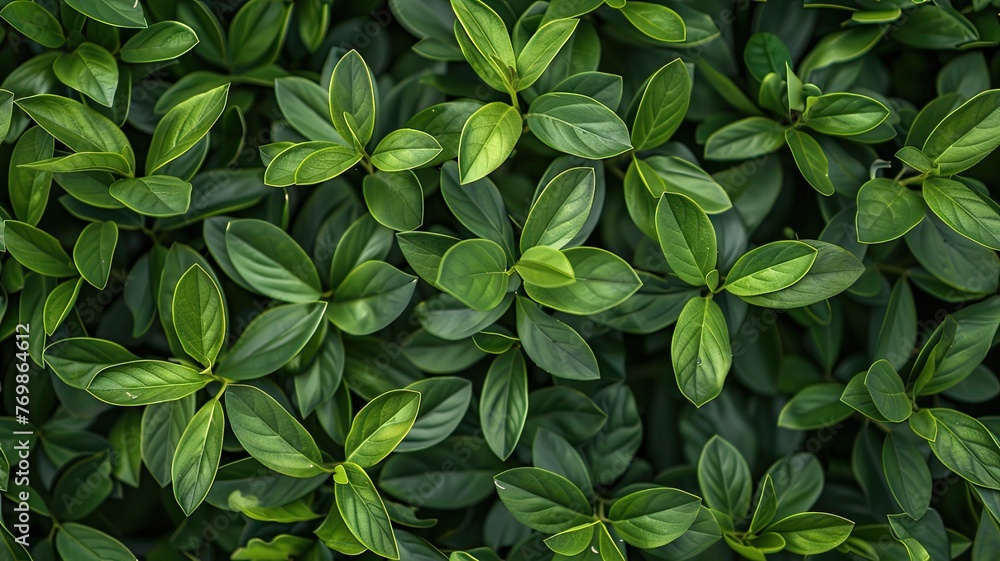 a green leaves background, showcasing a top view of a vibrant plant wall with a nature leaf texture, perfect for garden or landscape decoration and wallpaper design. SEAMLESS PATTERN a green leaves background, showcasing a top view of a vibrant plant wall with a nature leaf texture, perfect for garden or landscape decoration and wallpaper design. SEAMLESS PATTERN