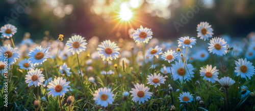 Close-up of a beautiful summer meadow with lots of flowers and sun rays in the background
