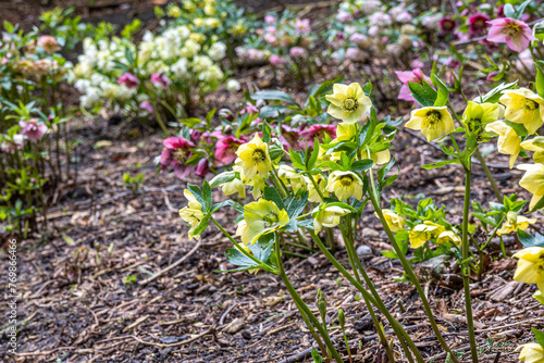 Fototapeta Naklejka Na Ścianę i Meble -  Hellebore flower bed