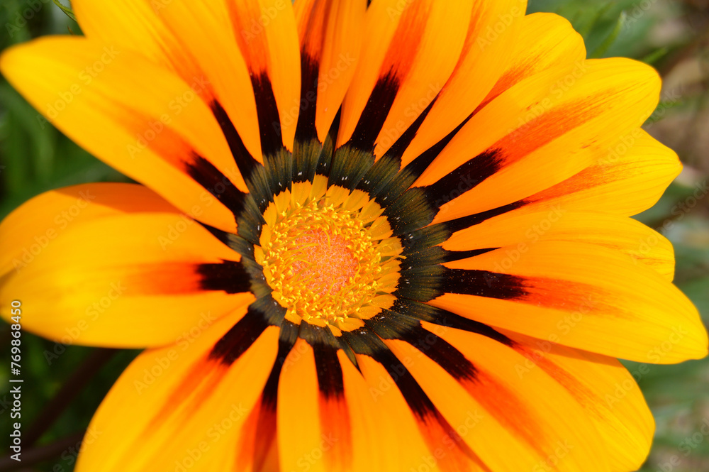 Macro photography of a yellow flower in spring environment Macro photography of a yellow flower in spring environment