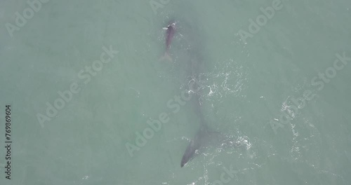 Baleias Francas Praia Brava Floripa Animais Florianópolis Natureza Mar Oceano Preservação Turismo Ecoturismo Espécie Migratória Costeira Proteção Ambiental Conservação Mamíferos Aquáticos Vida Marinha photo