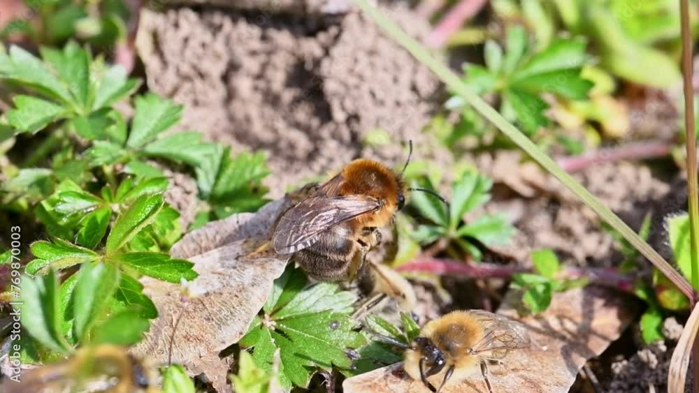 Filmmaterial von Erdbienen Weibchen und Männchen während der Paarung am Boden in der Stadt Regensburg in Bayern, Deutschland Filmmaterial von Erdbienen Weibchen und Männchen während der Paarung am Boden in der Stadt Regensburg in Bayern, Deutschland