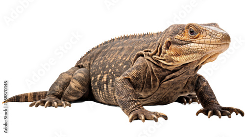 Monitor Lizard on transparent background