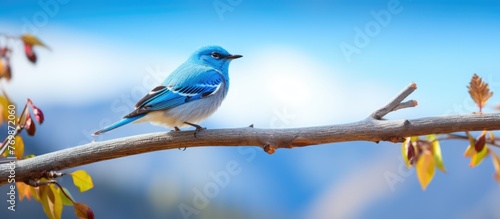 An electric blue songbird with delicate feathered wings perched gracefully on a slender twig, its beak poised to sing a melodious tune into the sky © pngking