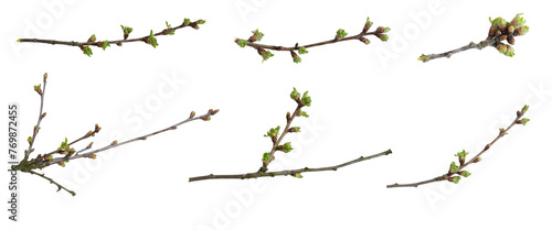 cherry branches with green buds on white isolated background