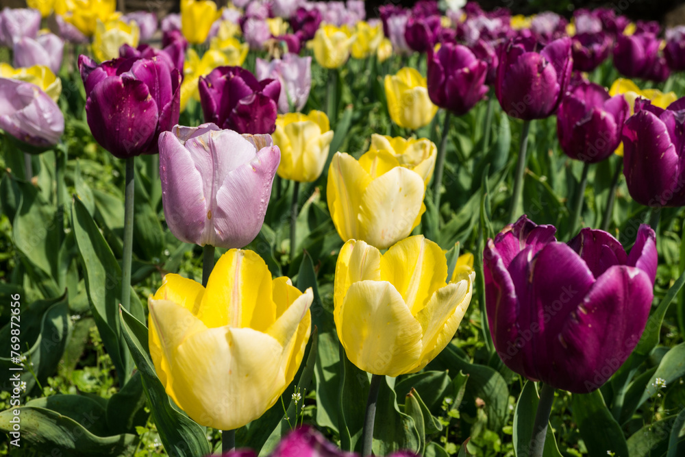 Colorful tulips in spring time Colorful tulips in spring time