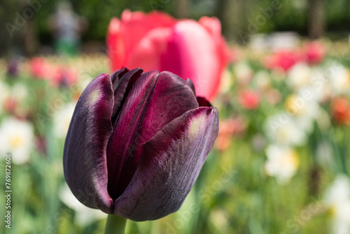 Purple tulip in spring time #769872608