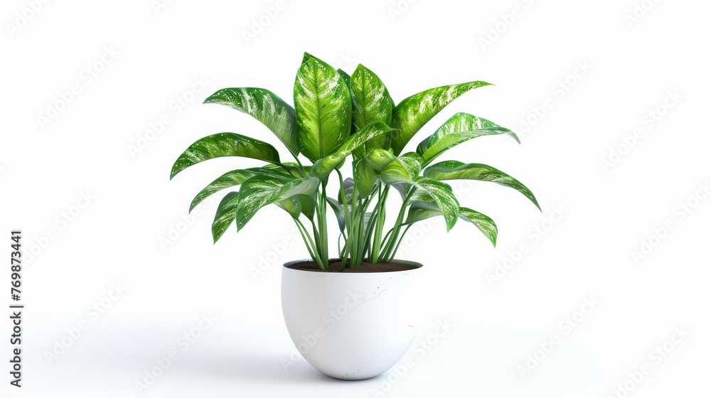 Large Dumb Cane Plant in Modern Pot Isolated on White Background, Houseplant Photo Large Dumb Cane Plant in Modern Pot Isolated on White Background, Houseplant Photo