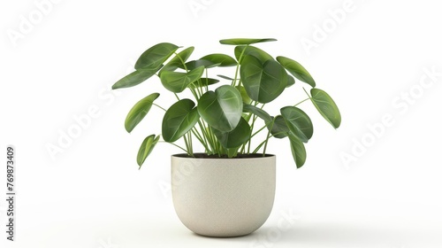 Large Chinese money plant in modern pot isolated on white, houseplant illustration