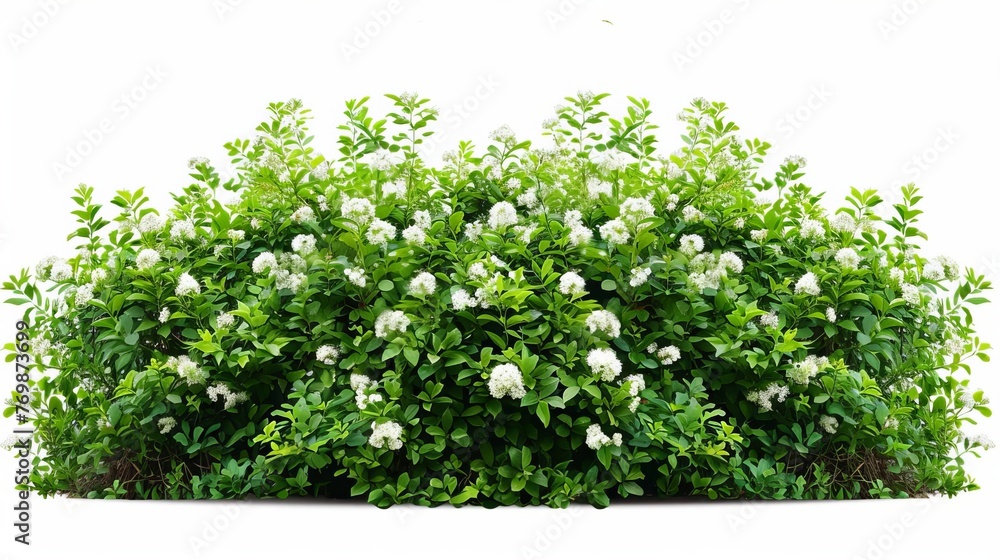 Lush green bushes with small white flowers isolated on white background, cut out - obrazy, fototapety, plakaty 