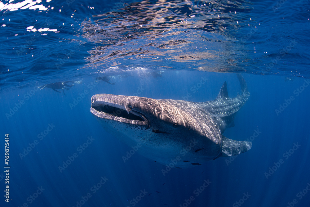 Naklejka premium Whale shark and snorkelers