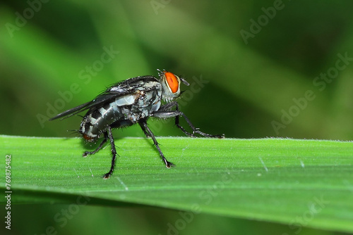 a fly perched on a leaf, macro photography, close up, insect.