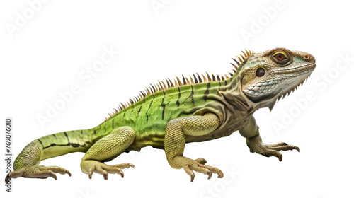 Graceful Chinese Water Dragon on transparent background