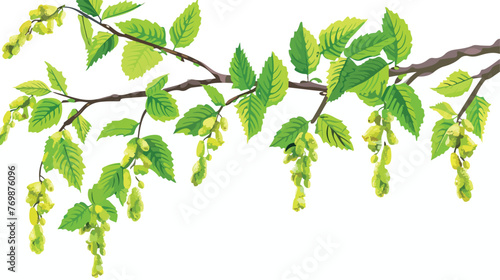 Branch of birch with green leaves and catkins. Natue photo