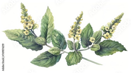 Mullein herb leaves and flowers, natural herbal ointment ingredient, botanical illustration