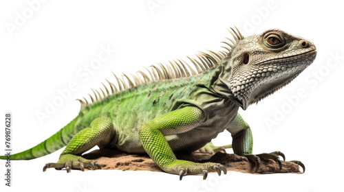 Chinese Water Dragon Portrait on transparent background © Farah