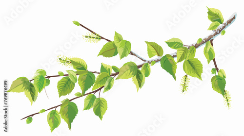 Branch of birch with green leaves and catkins. Natue photo