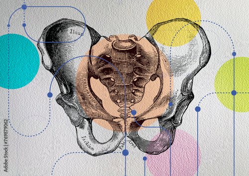 Annotated diagram of the bones of the human pelvis