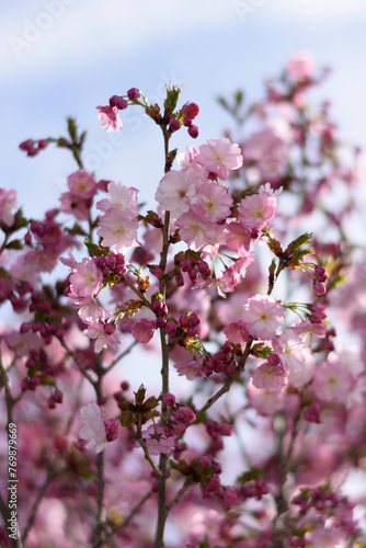 pink cherry blossom in spring