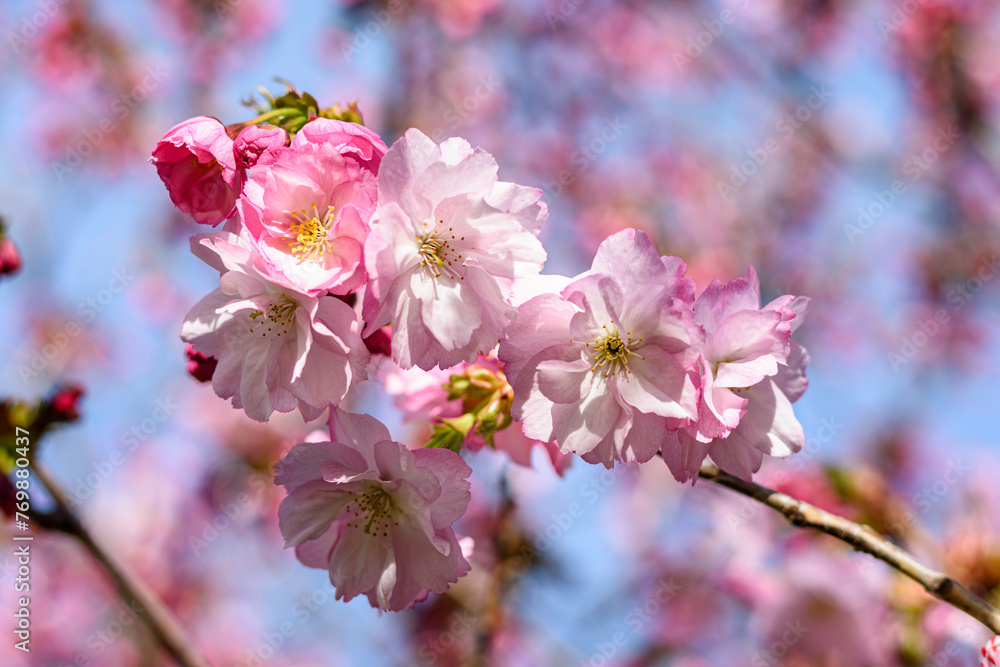 pink cherry blossom in spring