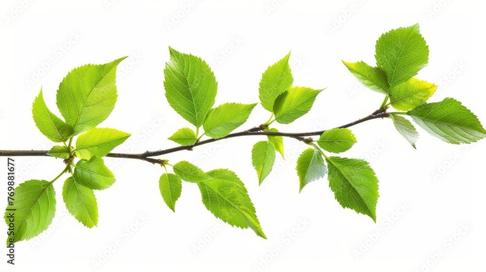 Vibrant green leaves on branch, isolated on white background, Fresh foliage cut-out photograph Vibrant green leaves on branch, isolated on white background, Fresh foliage cut-out photograph