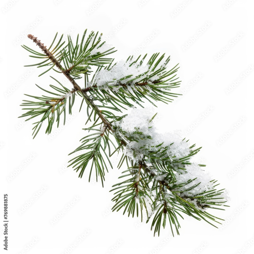 Snow-Covered Pine Branches Isolated on White Background. Generative AI. Snow-Covered Pine Branches Isolated on White Background. Generative AI.