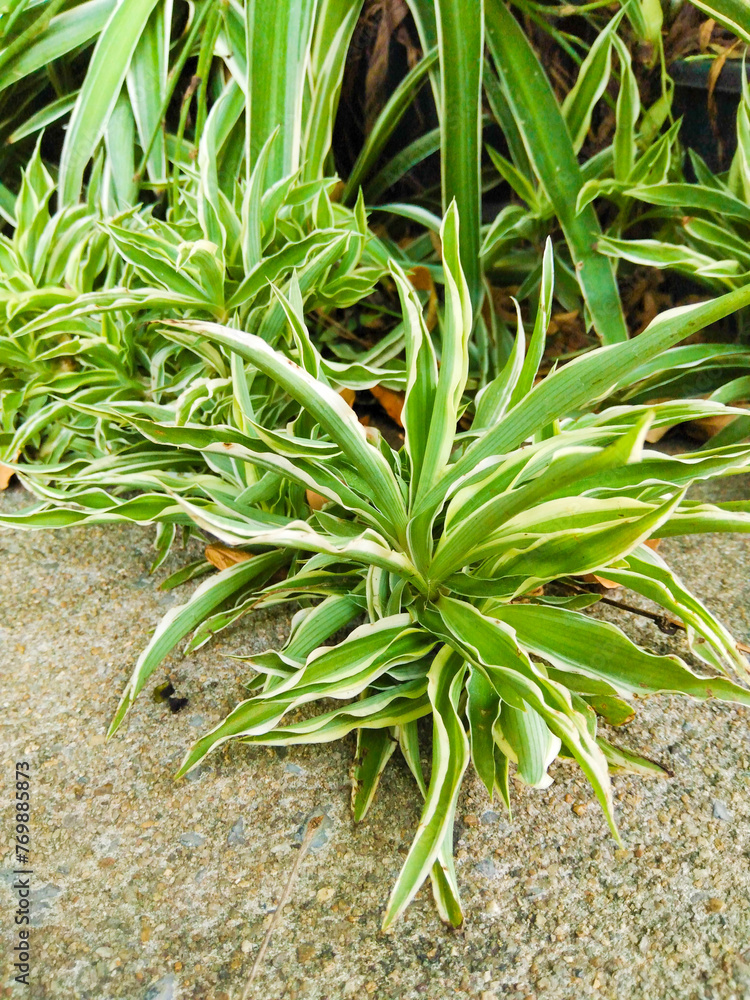 Fototapeta premium Ornamental plants with leaves on a cement floor