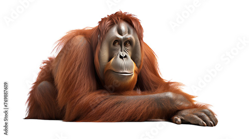 Orangutan Closeup on transparent background