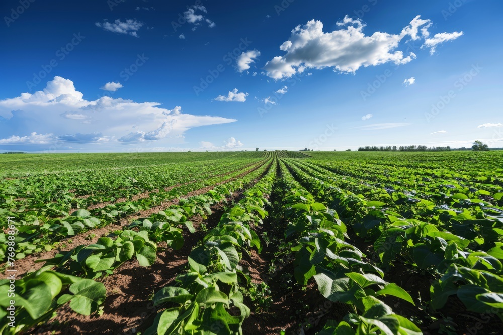 A wide-angle view of a sustainable agriculture farm, showcasing a large field filled with green plants under a vibrant blue sky