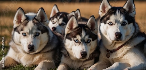   A group of Huskies lying on a field of grass  one facing the camera while the other gazes in another direction