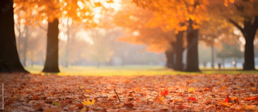 The park is covered with a carpet of fallen leaves, creating a serene natural landscape with shades of green and brown from the trees and grass