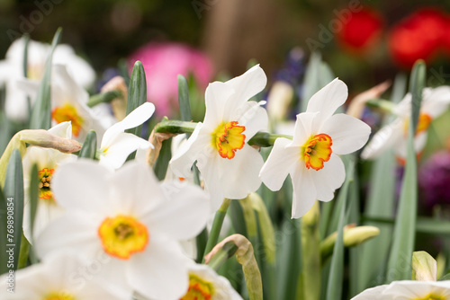 Beautiful white daffodils
