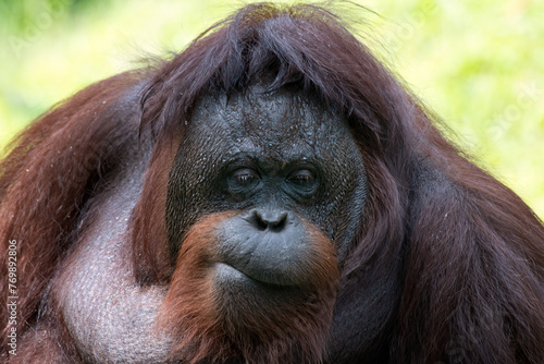 Close up photo of a female orangutan