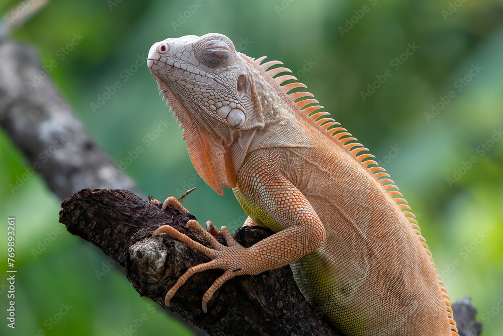 Naklejka premium Red albino iguana on a tree 