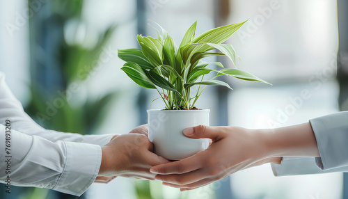 Business hands giving pot with green plants to each other are the symbol of green business company on blurred white office background photo