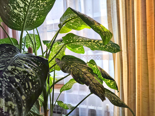 Dieffenbachia plant in a pot by the window with curtains. Interior in light colors. Background with a plant with green leaves and fabric