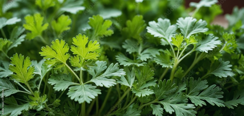 A detailed photo of several green foliage plants growing in a field of lush greenery, with a fuzzy backdrop featuring a single leafy plant A detailed photo of several green foliage plants growing in a field of lush greenery, with a fuzzy backdrop featuring a single leafy plant