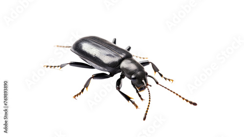 Ground Beetle Closeup on transparent background © Studio 1969