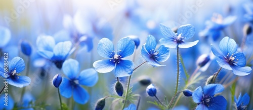 A meadow with electric blue flowers growing in the grass, showcasing the beauty of herbaceous plants in a natural landscape. Macro photography captures the intricate details of each vibrant petal © pngking