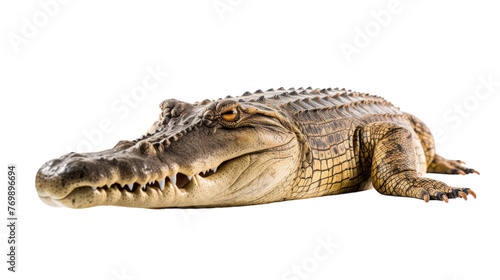 Nile Crocodile Closeup on transparent background