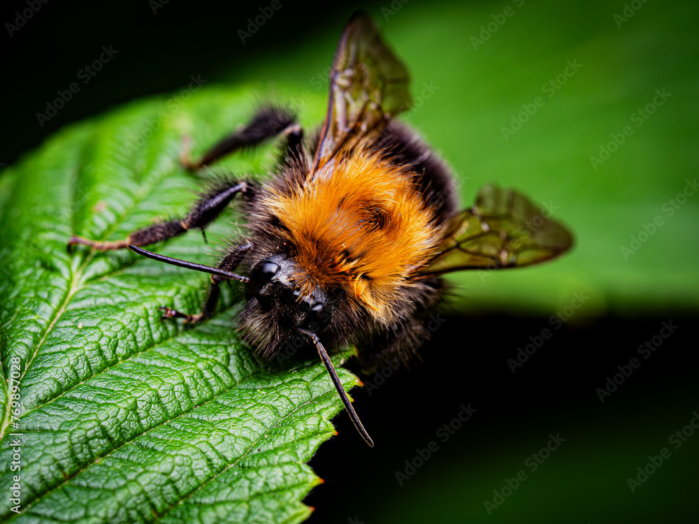 Close up of a bumblebee on a leaf. Shallow depth of field. Close up of a bumblebee on a leaf. Shallow depth of field.
