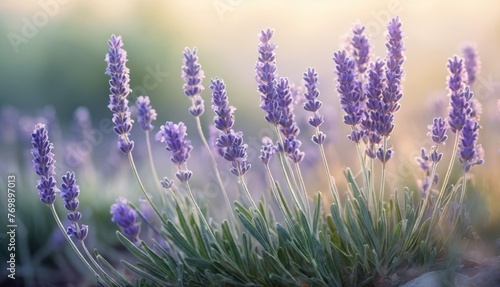   A close-up of lavender flowers in a field under sunlight  with flowers in the foreground
