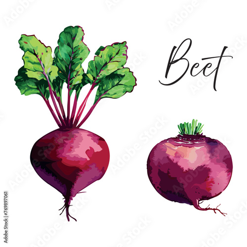 Beetroot vector illustration. Drawing of beets in watercolor style. Beets set